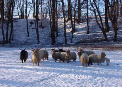 Park ovce zima 01