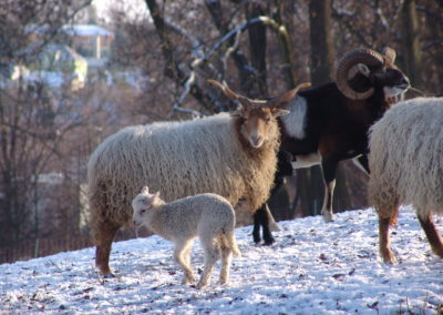 Park ovce zima 02